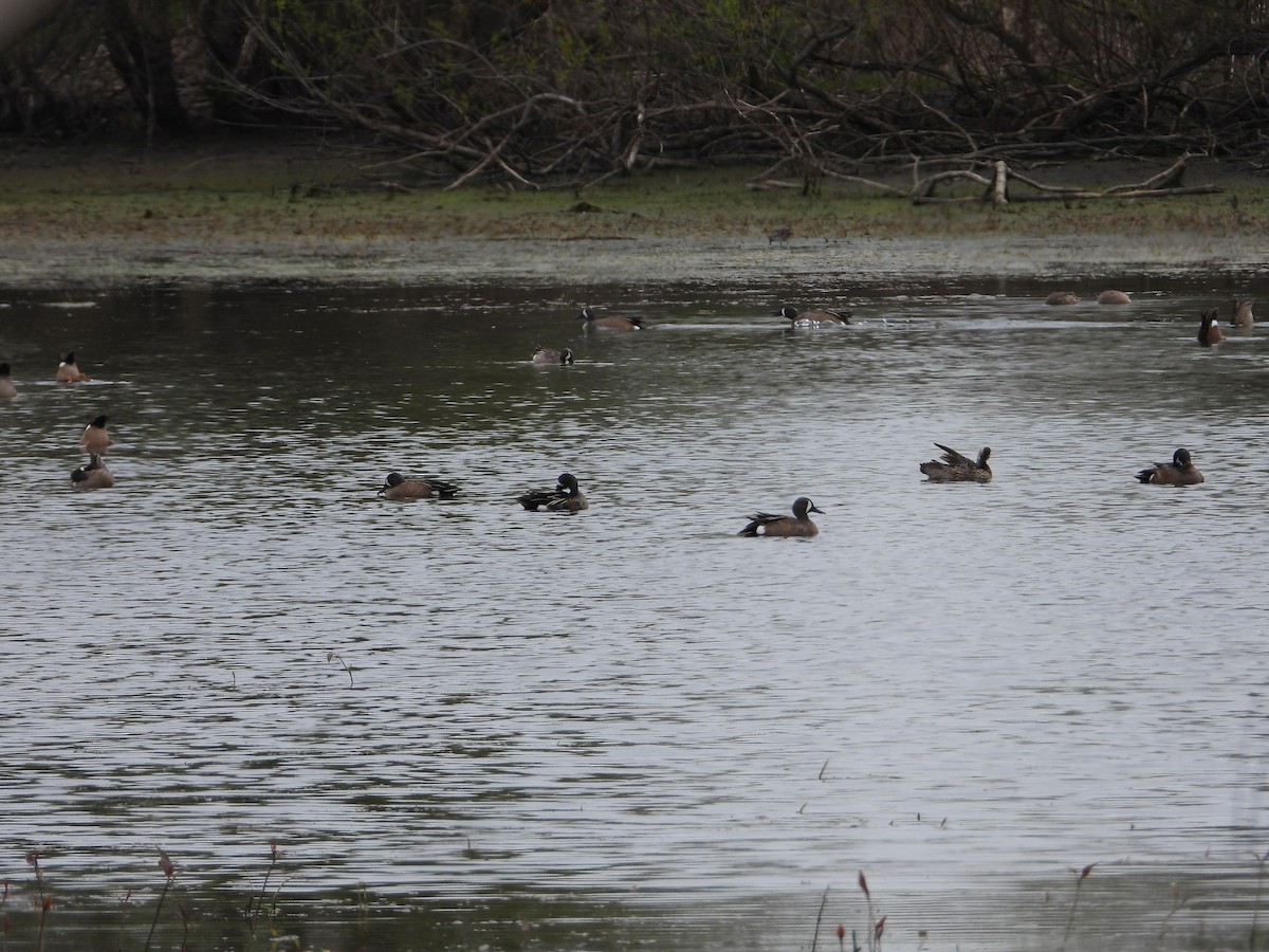 Blue-winged Teal - Rick Luehrs