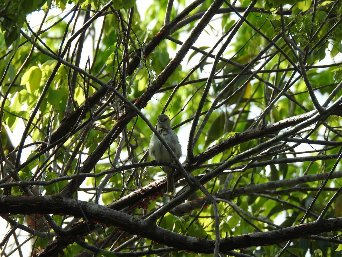 Yucatan Vireo - ML56390731