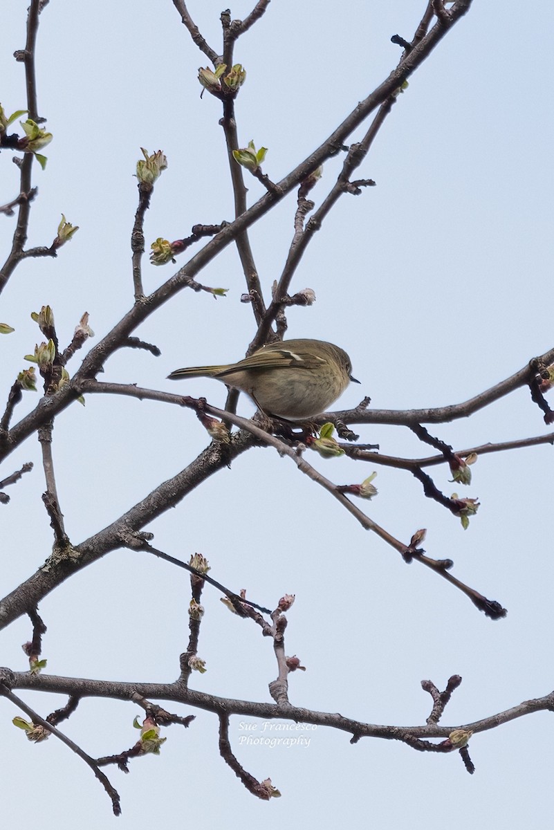 Ruby-crowned Kinglet - ML563907501