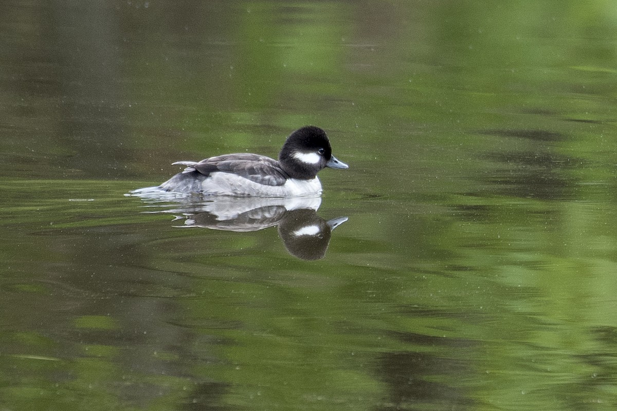Bufflehead - ML563907541