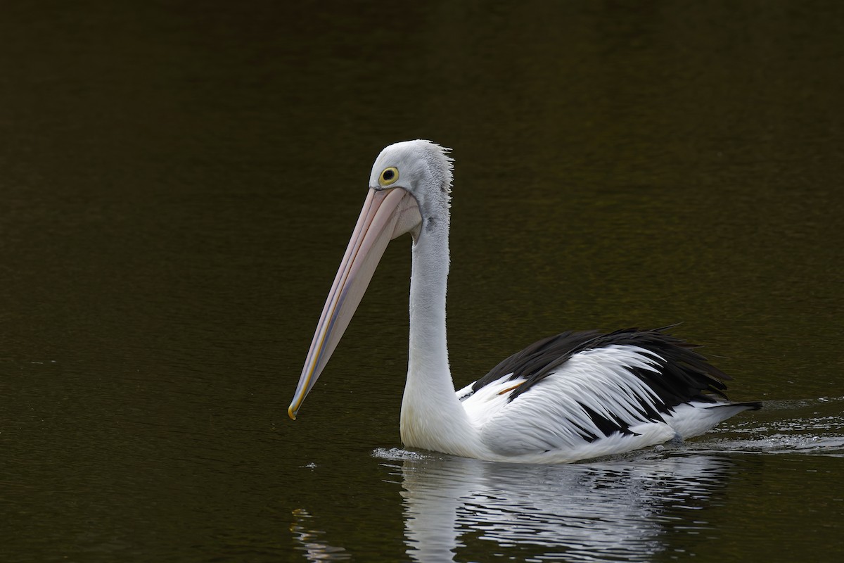 pelikán australský - ML563908051