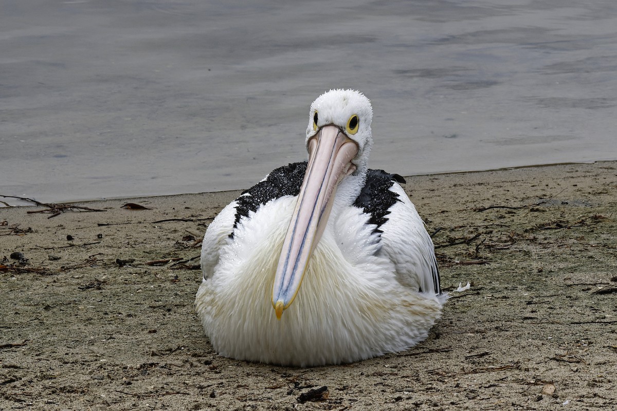 pelikán australský - ML563908061