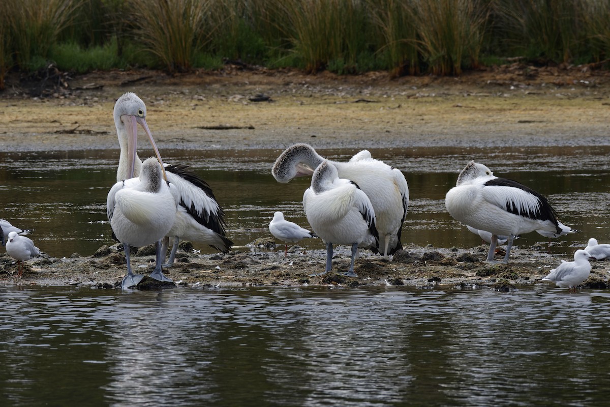 pelikán australský - ML563908081