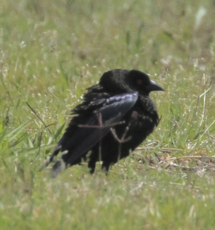 Bronzed Cowbird - ML563908121