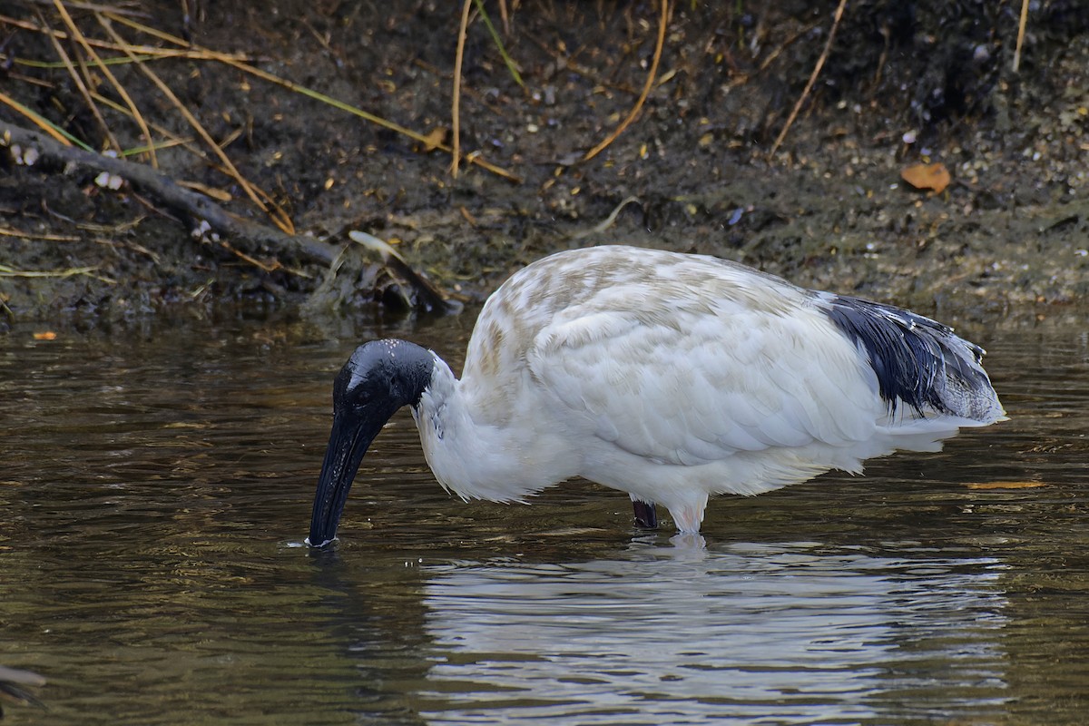 ibis australský - ML563908261