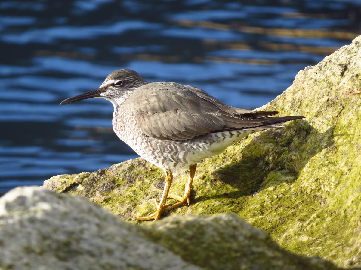 Wandering Tattler - ML56390911