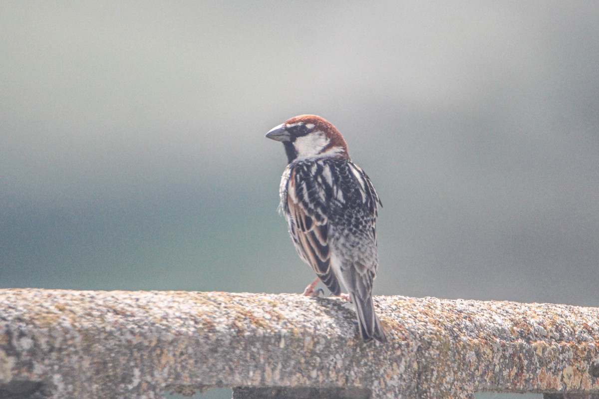 Spanish Sparrow - ML563909791