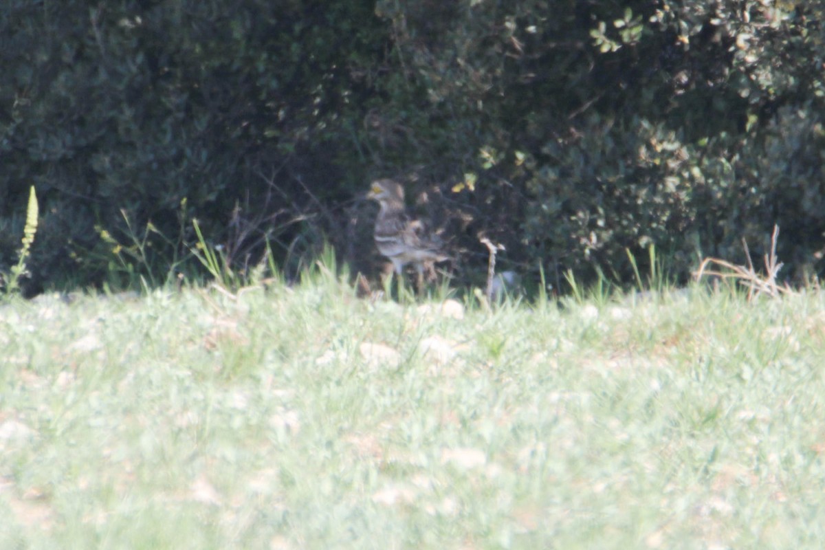 Eurasian Thick-knee - Alejandro Sanz