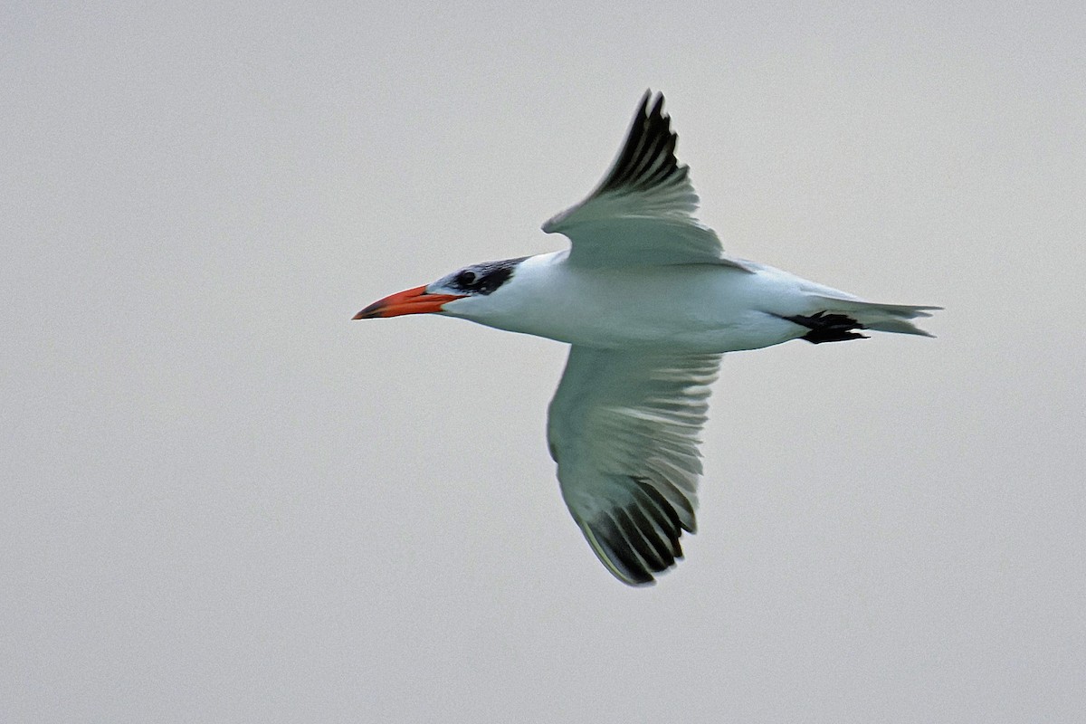 Caspian Tern - John Watson