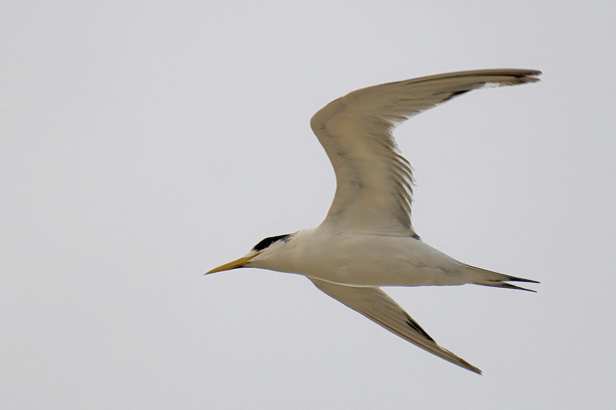 Great Crested Tern - ML563910331