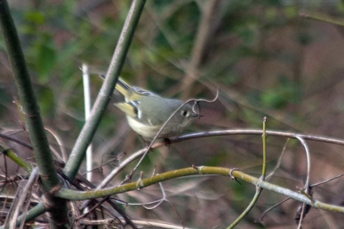 Ruby-crowned Kinglet - ML563910701