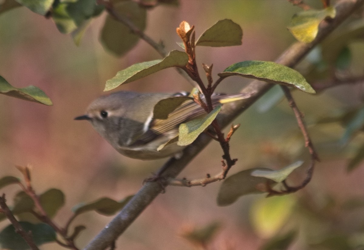 Ruby-crowned Kinglet - ML563910711