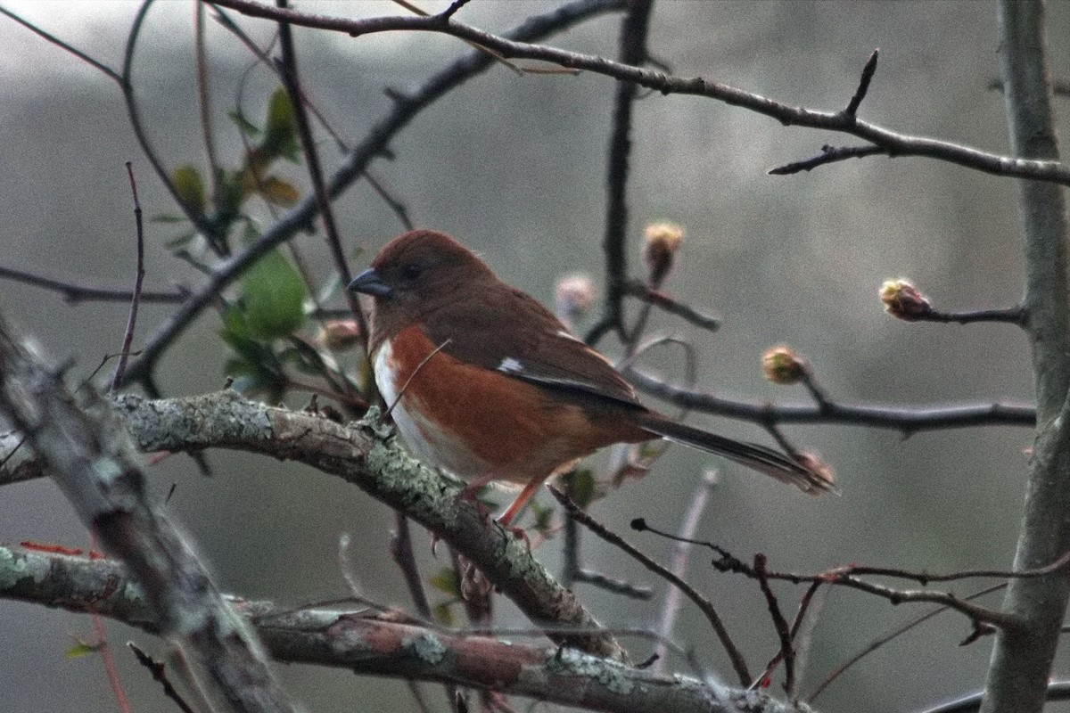 pipilo rudooký - ML563910781