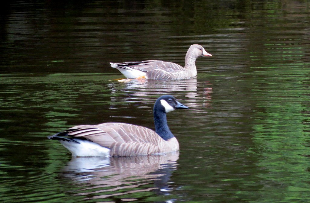 Canada Goose - Teresa Weismiller