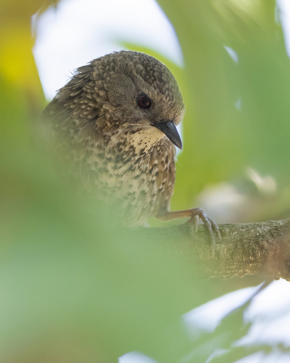 Chin Hills Wren-Babbler - ML563911071