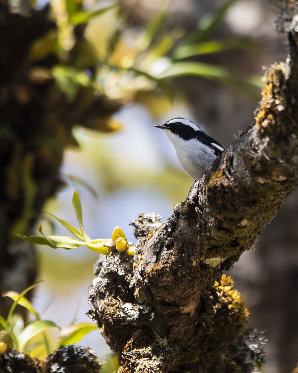 Little Pied Flycatcher - ML563911091