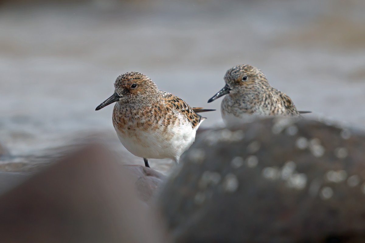 Sanderling - ML563911221