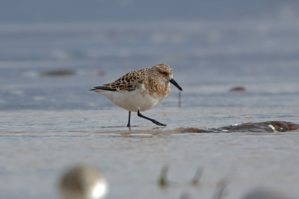 Sanderling - ML563911231