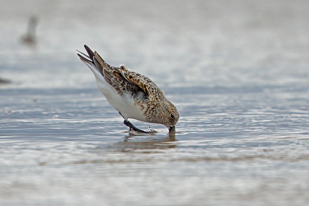 Sanderling - Nigel Voaden