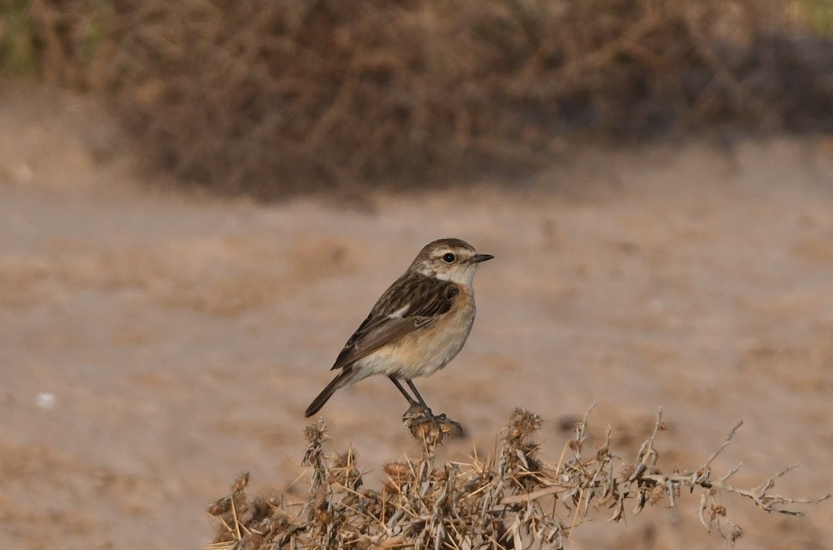 Siberian Stonechat - ML563911331