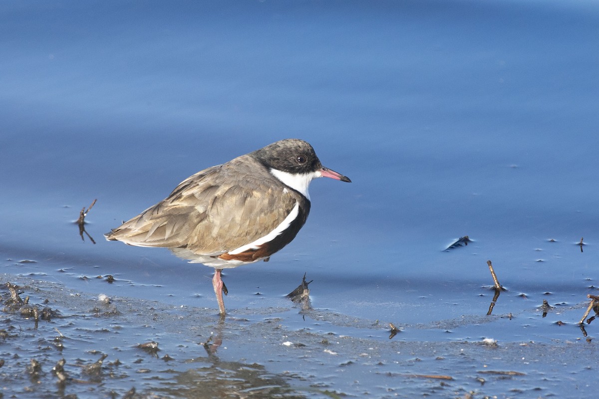 Red-kneed Dotterel - ML563911641