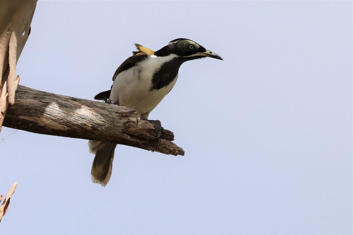 Blue-faced Honeyeater - ML563912121