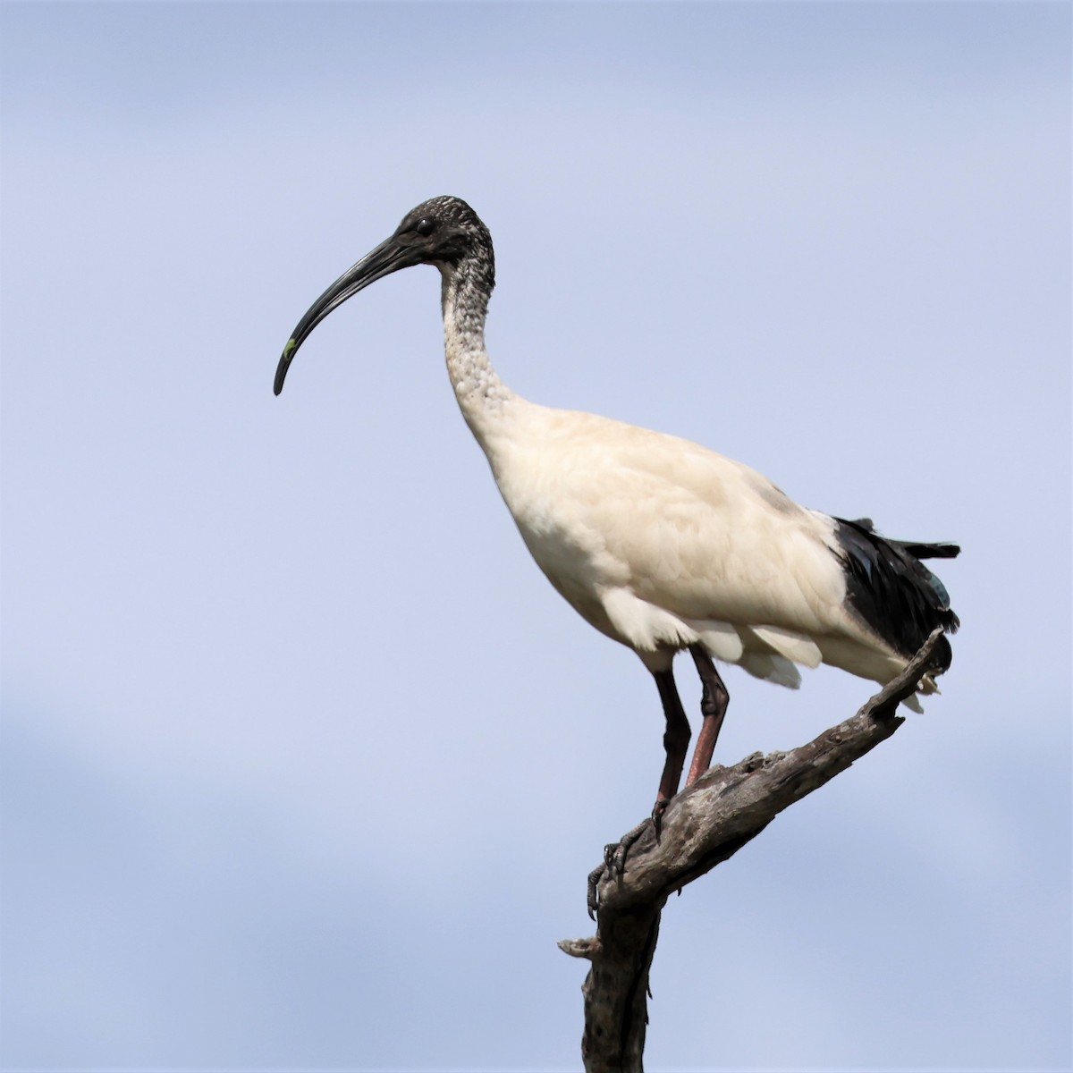 Australian Ibis - ML563912391