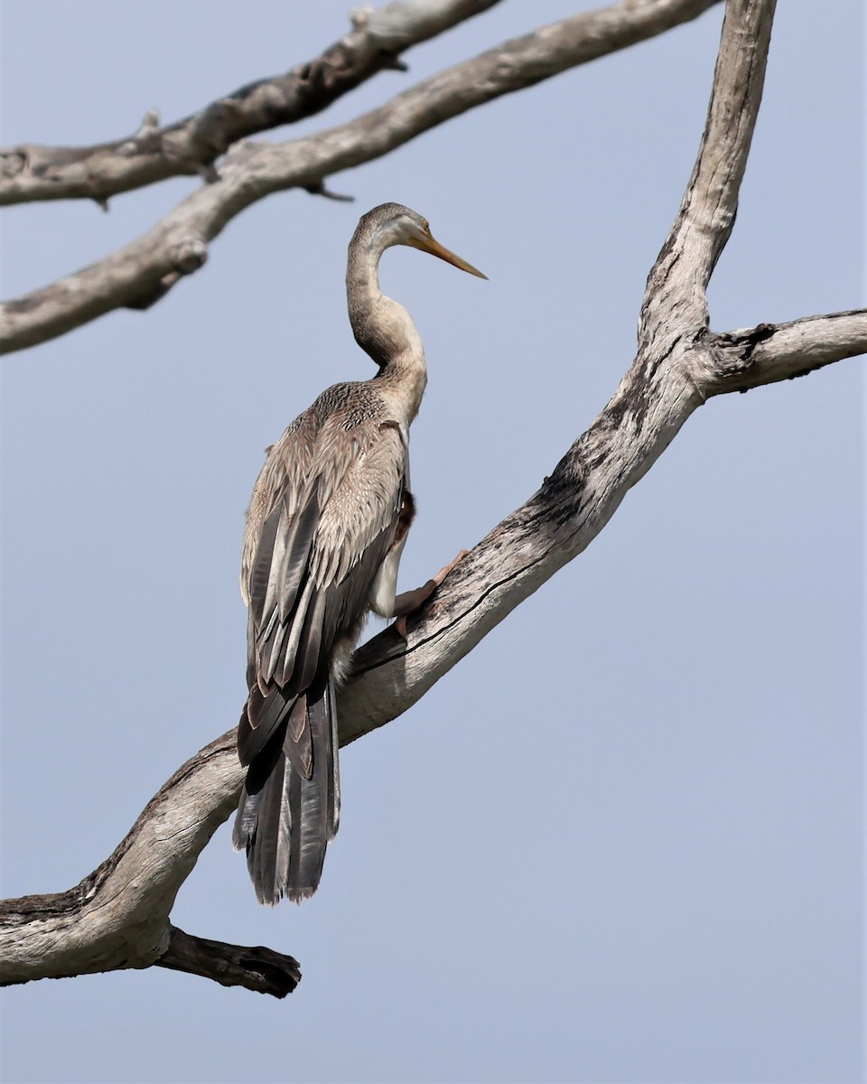 Australasian Darter - ML563912521