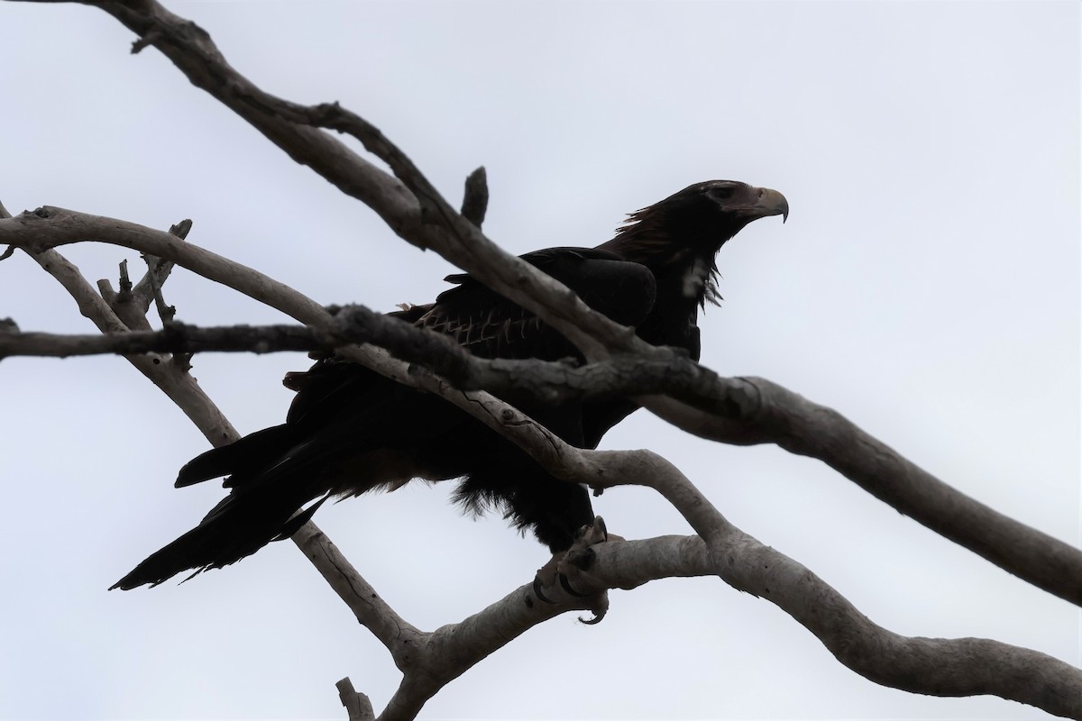 Wedge-tailed Eagle - ML563912761