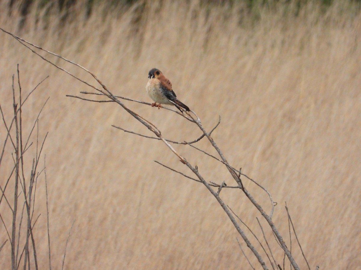 American Kestrel - ML563913051
