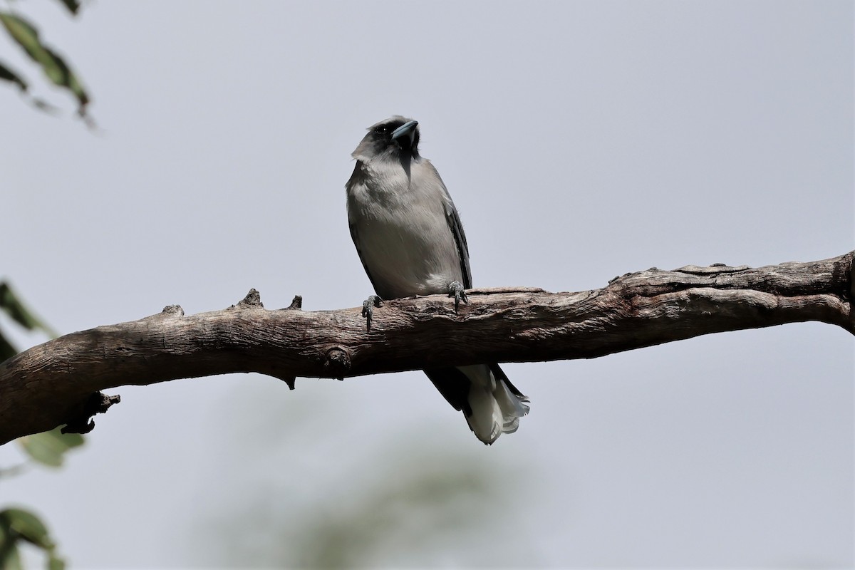 Black-faced Woodswallow - ML563913231