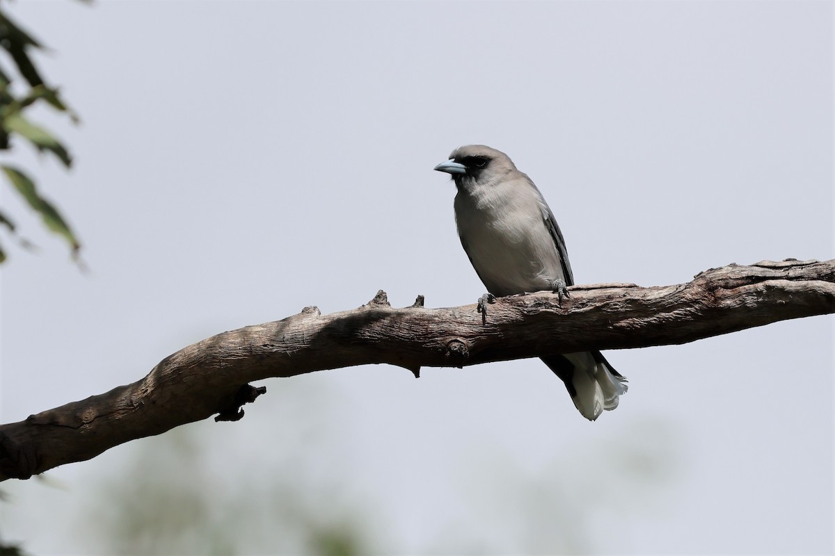 Black-faced Woodswallow - ML563913241