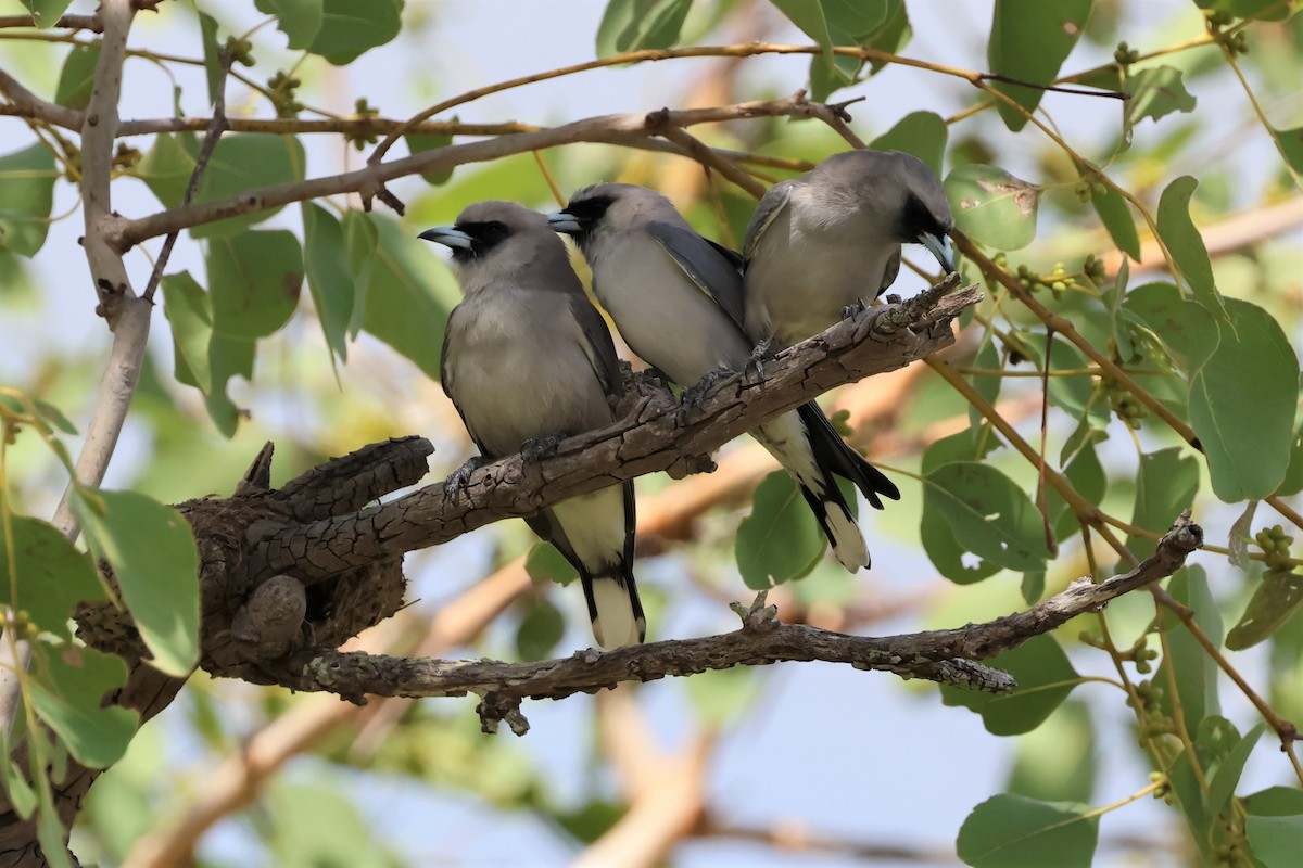 Black-faced Woodswallow - ML563913251