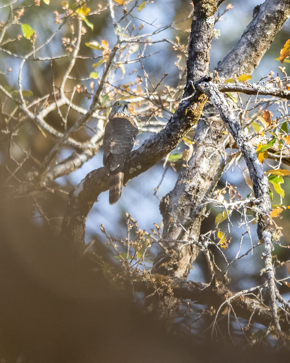 Large Hawk-Cuckoo - ML563913501