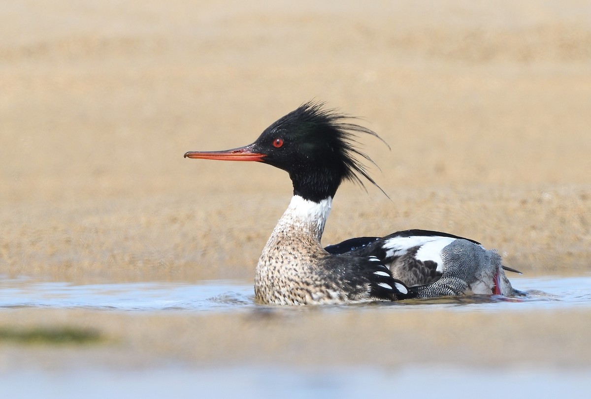 Red-breasted Merganser - ML563913931