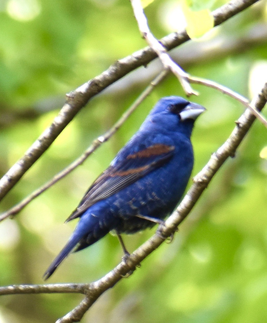 Blue Grosbeak - Jennifer Morton