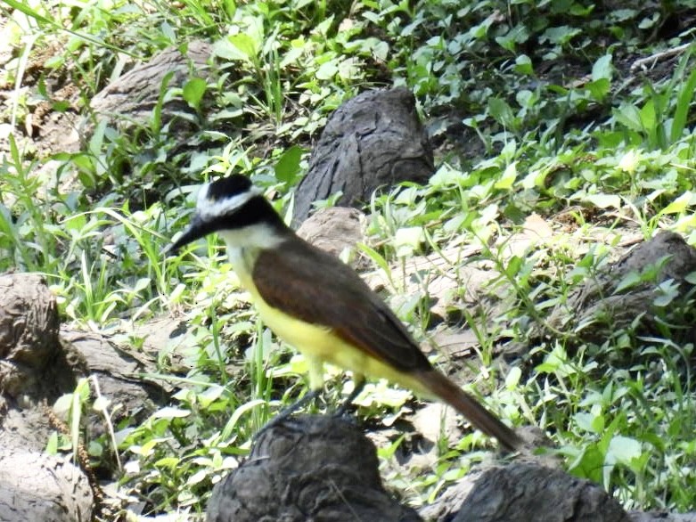 Great Kiskadee - ML563916271