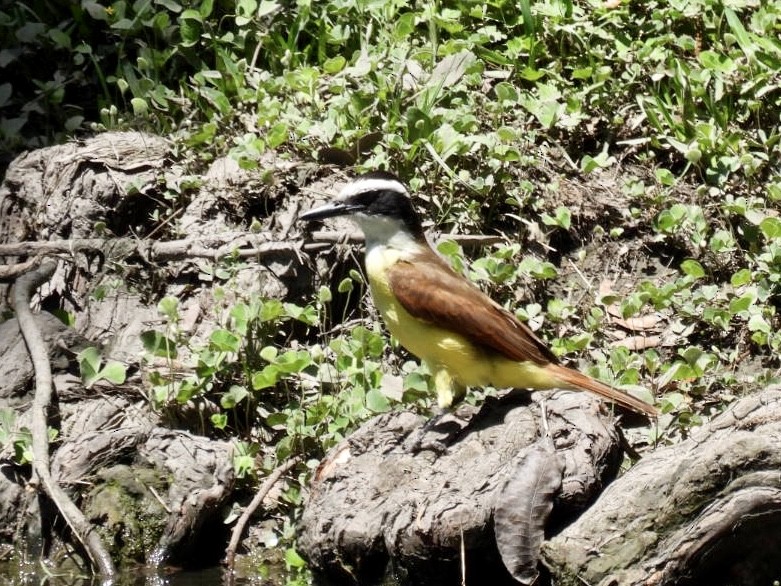 Great Kiskadee - ML563916281