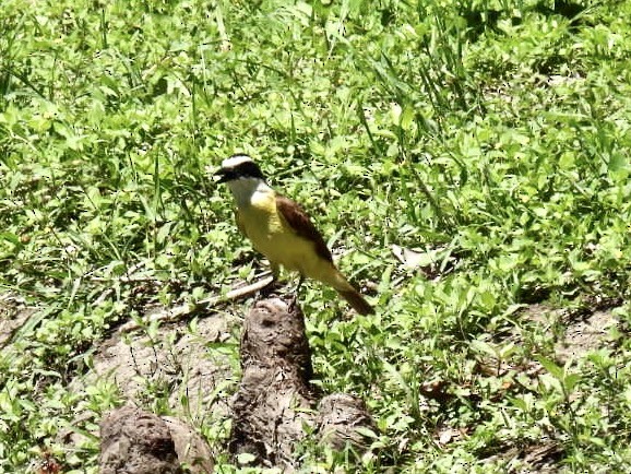 Great Kiskadee - ML563916291