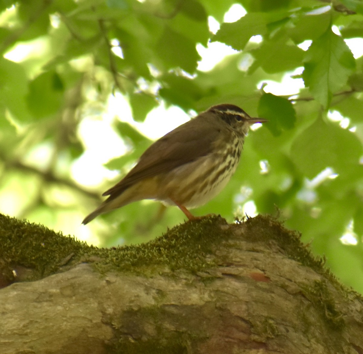 Louisiana Waterthrush - Jennifer Morton