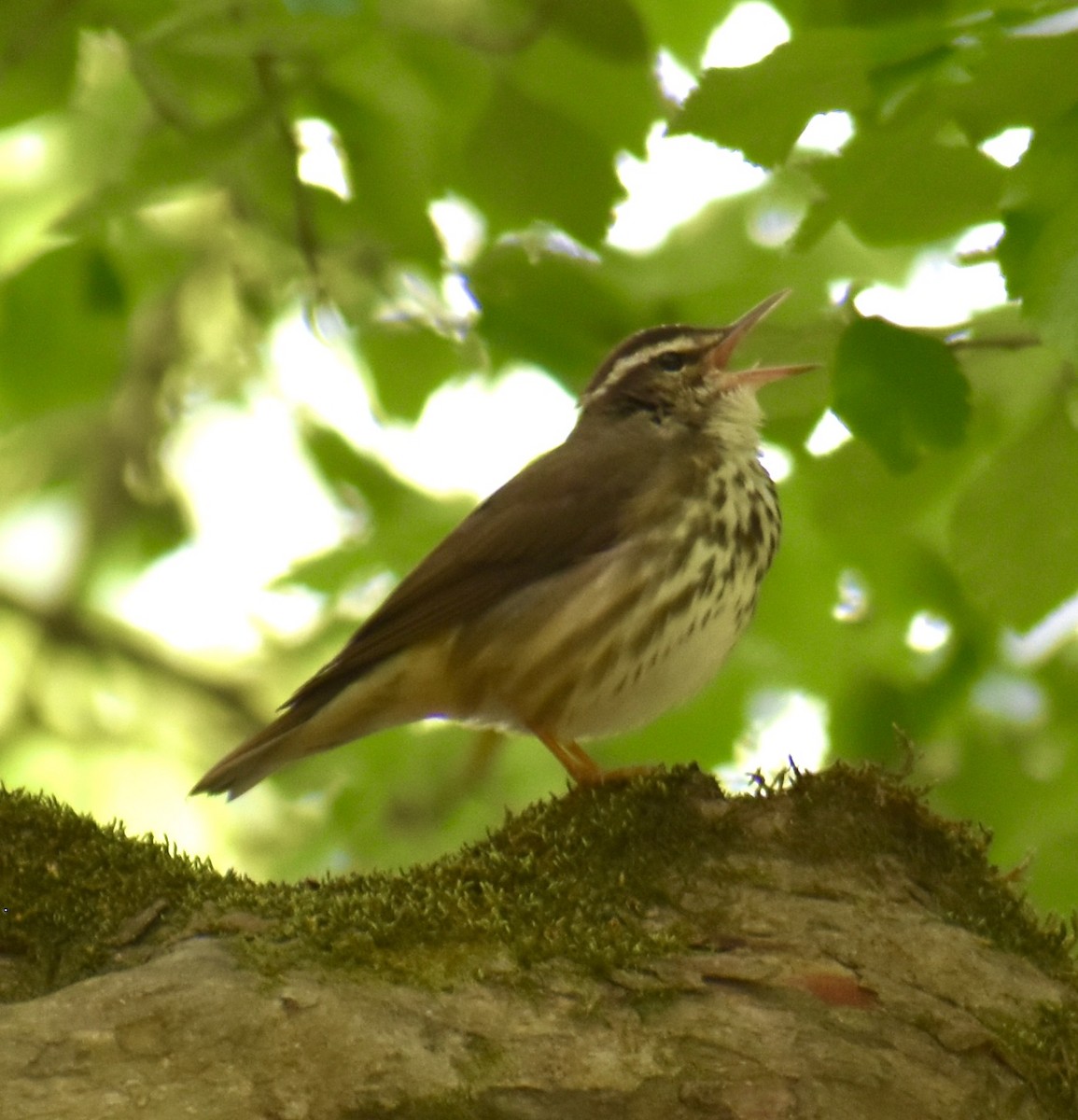 Louisiana Waterthrush - ML563916371