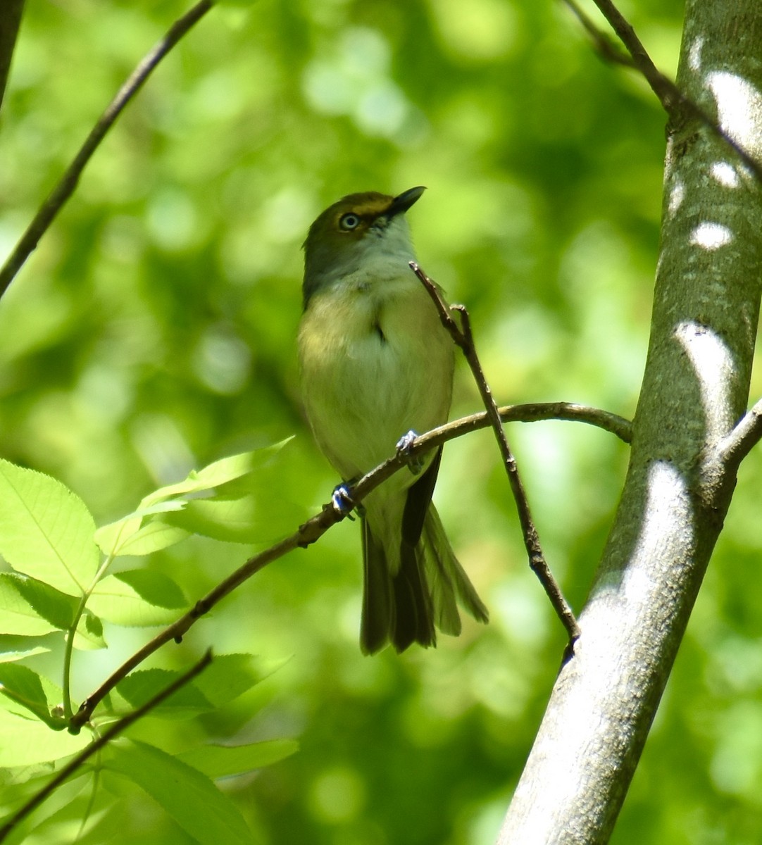 White-eyed Vireo - ML563916631