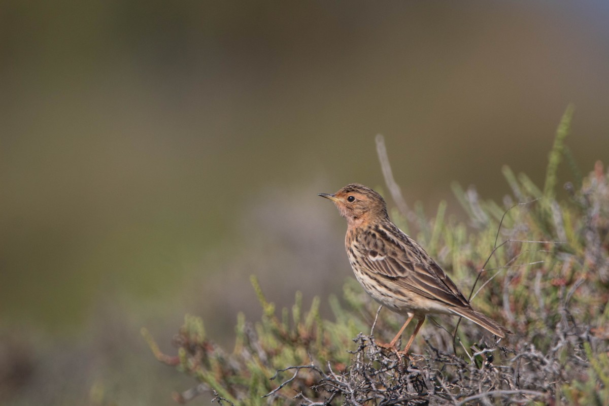 Red-throated Pipit - Giorgos Drosopoulos