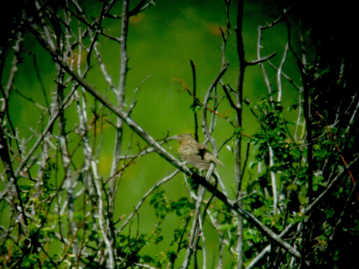 Grasshopper Sparrow - ML56391751