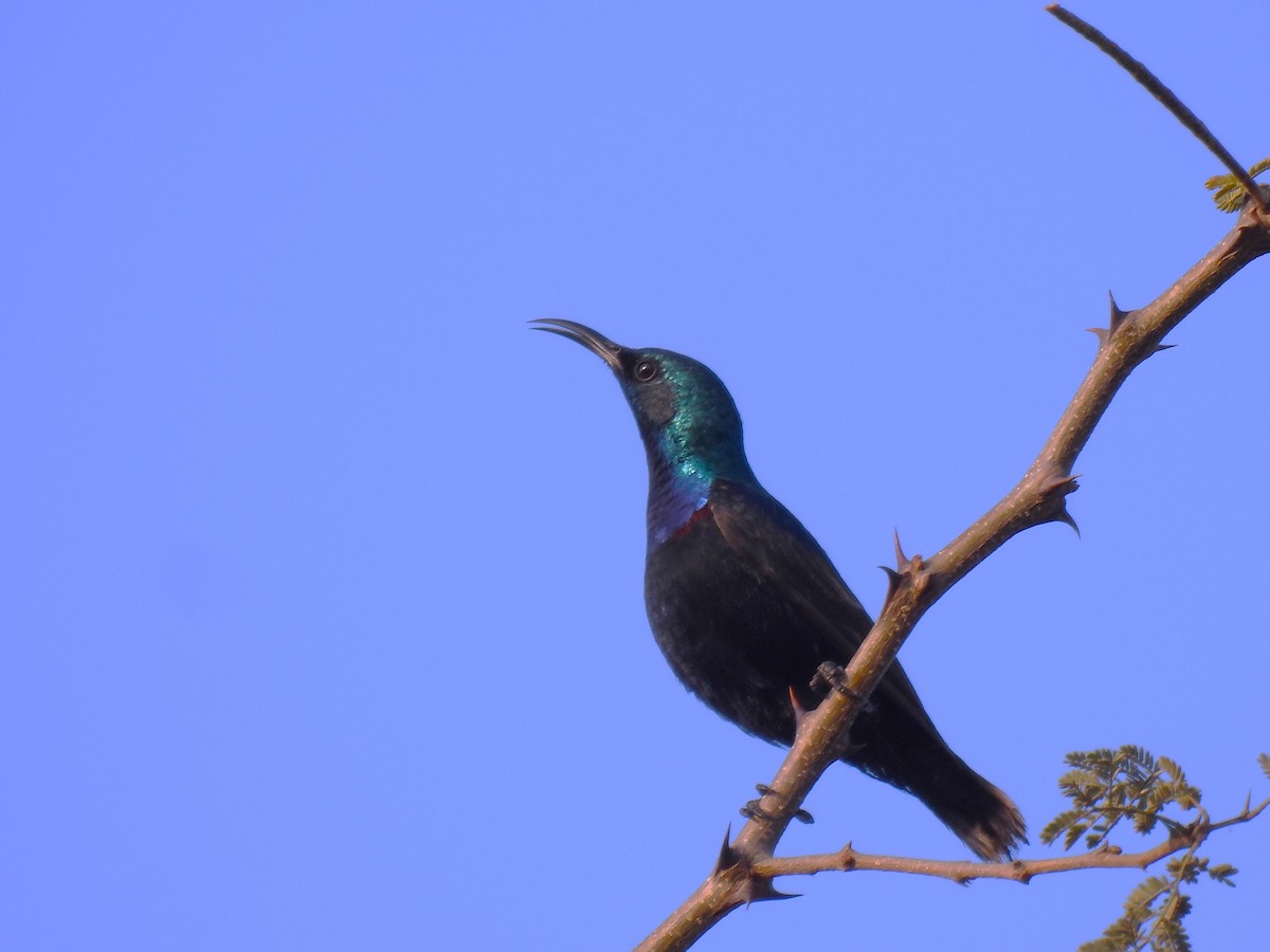 Purple Sunbird - ML563917901