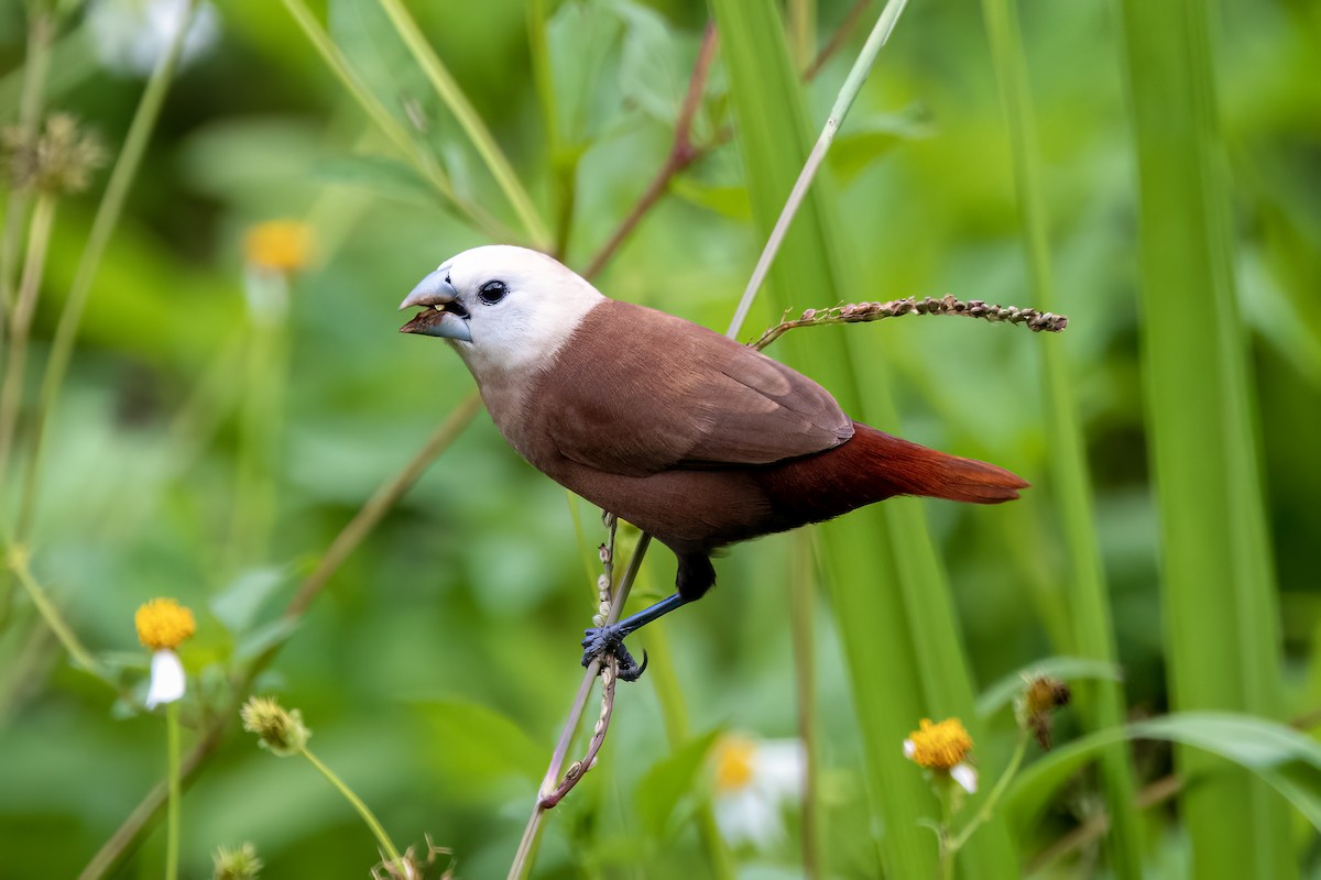 White-headed Munia - Yifei Zheng