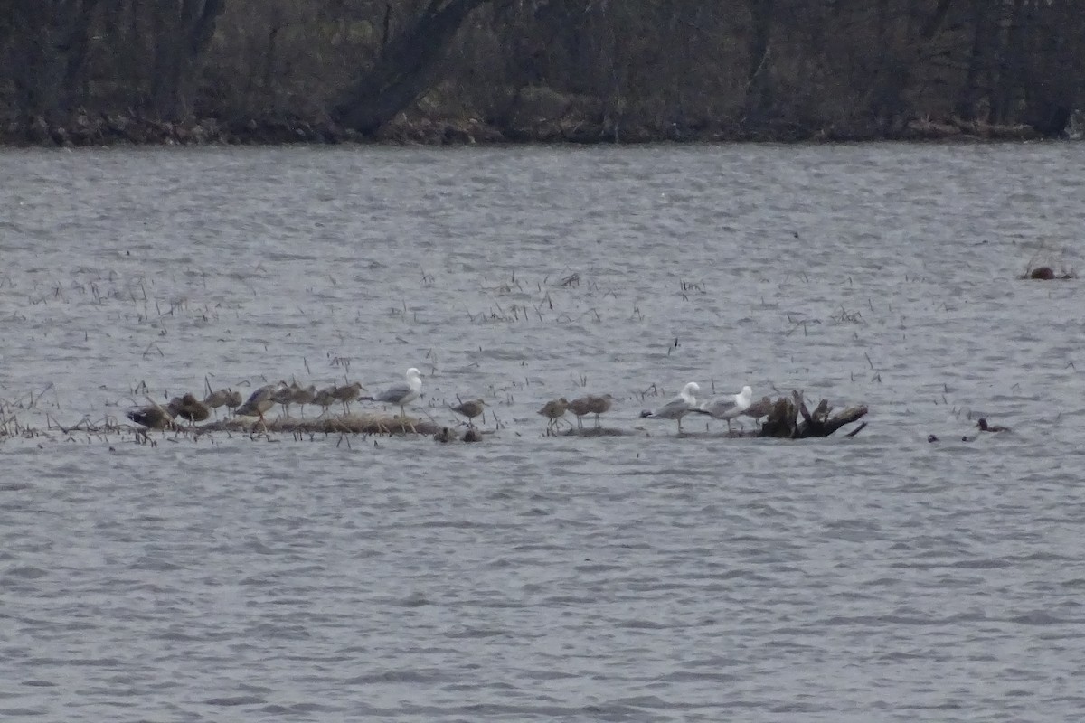 Willet - ML563920441