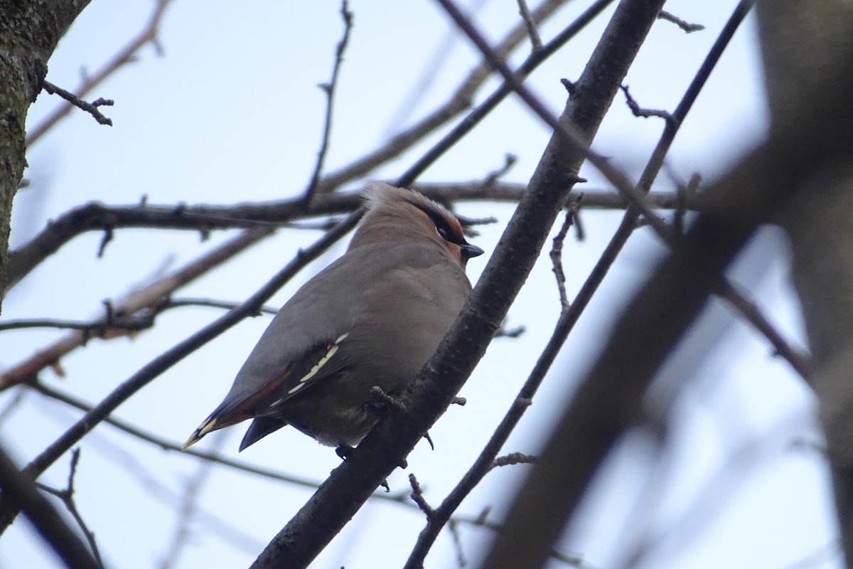 Bohemian Waxwing - ML563920591