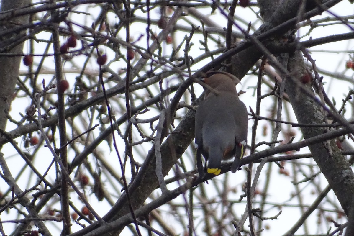 Bohemian Waxwing - ML563920601