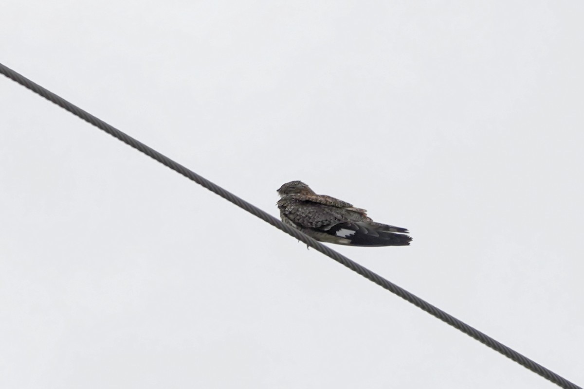Common Nighthawk - ML563920851